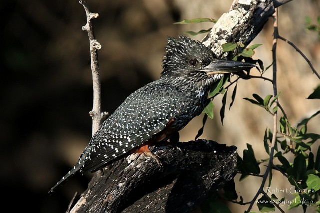 Zdj cia: Delta Okavango, Delta Okavango, Rybaczek wielki, BOTSWANA