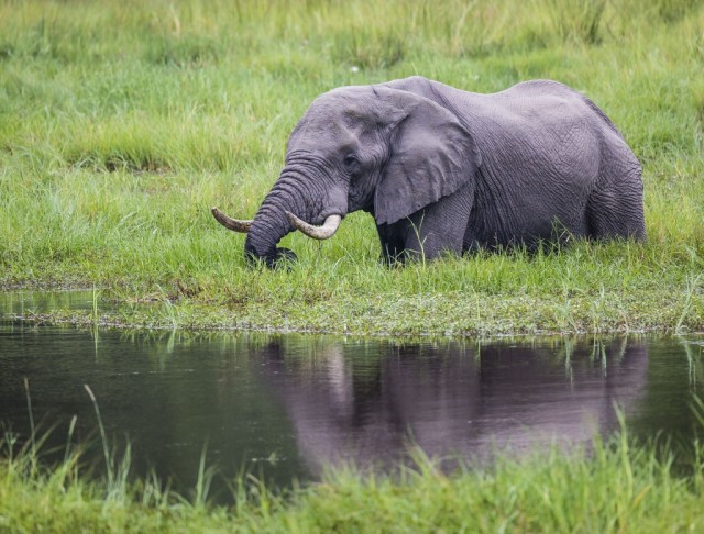 Zdj cia: Khwai River, Okavango Delta, Slon przed moim domem, BOTSWANA