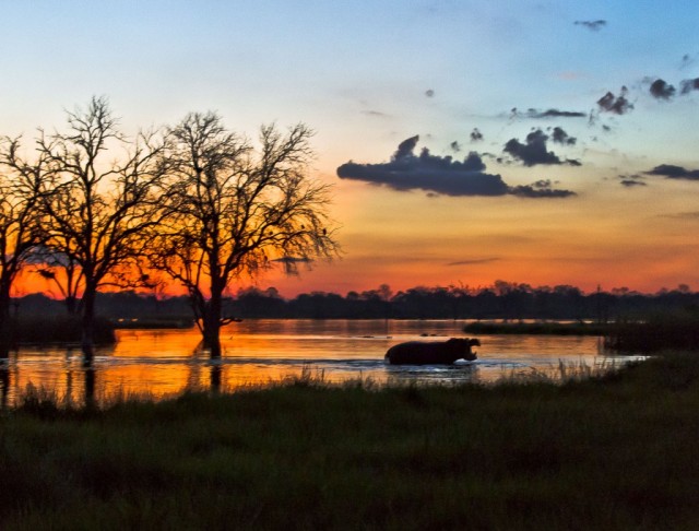 Zdj cia: Khwai River, Okavango Delta, Hipo na zachod slonca, BOTSWANA
