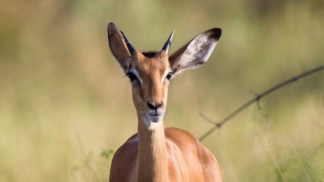 Zdj cia: Savute, Okavango Delta, Impala w Okavango, BOTSWANA