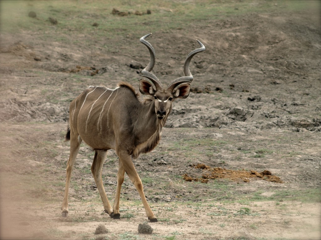 Zdjęcia: Chobe NP, Kudu, BOTSWANA Zdjęcia: Chobe NP, Kudu, BOTSWANA