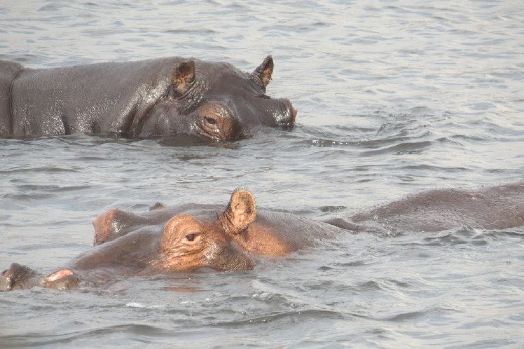 Zdjęcia: Parka Narodowy Chobe, Botswana, zwierzątka:), BOTSWANA Zdjęcia: Parka Narodowy Chobe, Botswana, zwierzątka:), BOTSWANA