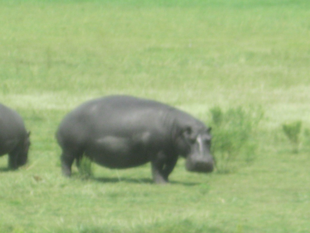 Zdjęcia: Botswana, Botswana, Park Narodowy Chobe, BOTSWANA Zdjęcia: Botswana, Botswana, Park Narodowy Chobe, BOTSWANA