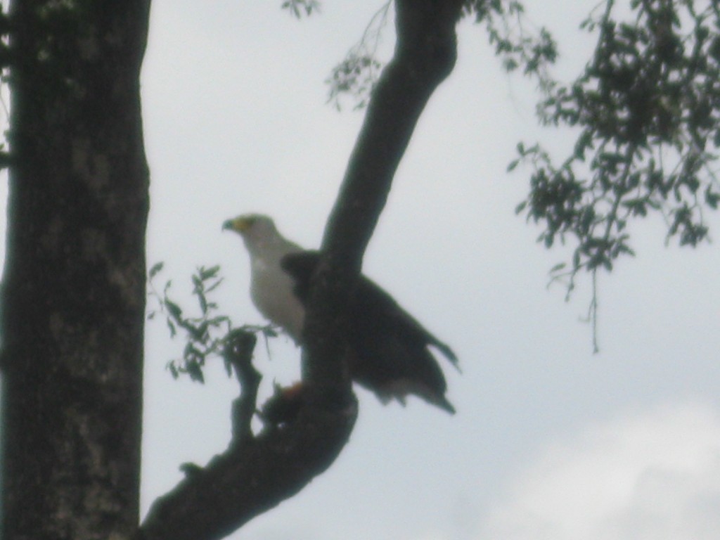 Zdjęcia: Botswana, Botswana, Park Narodowy Chobe, BOTSWANA Zdjęcia: Botswana, Botswana, Park Narodowy Chobe, BOTSWANA
