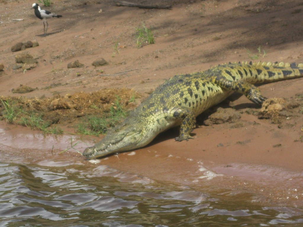 Zdjęcia: Botswana, Botswana, Park Narodowy Chobe, BOTSWANA Zdjęcia: Botswana, Botswana, Park Narodowy Chobe, BOTSWANA