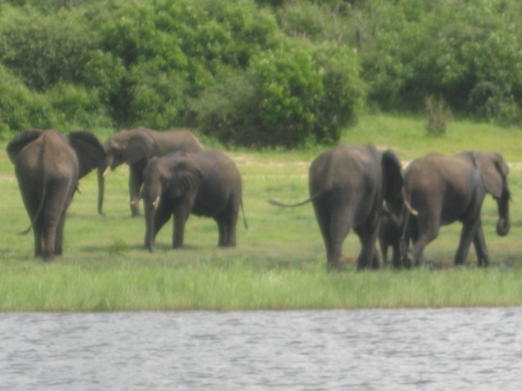 Zdjęcia: Botswana, Botswana, Park Narodowy Chobe, BOTSWANA Zdjęcia: Botswana, Botswana, Park Narodowy Chobe, BOTSWANA