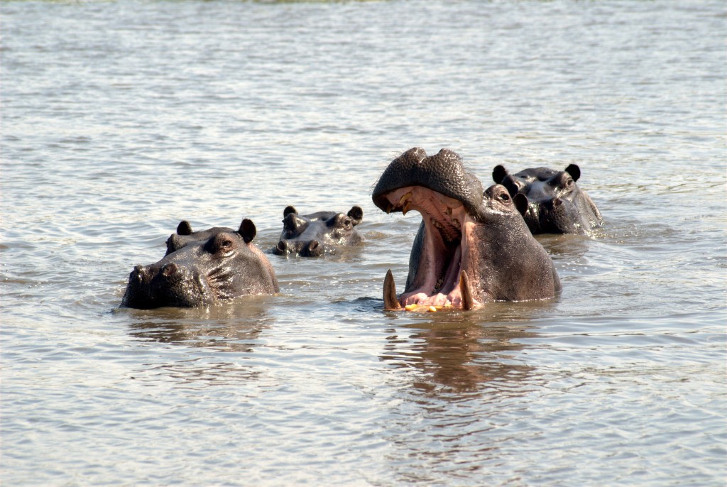 Zdjęcia: Park Moremi, Czy to uśmiech, ziewanie czy ochota na przekąskę?, BOTSWANA Zdjęcia: Park Moremi, Czy to uśmiech, ziewanie czy ochota na przekąskę?, BOTSWANA