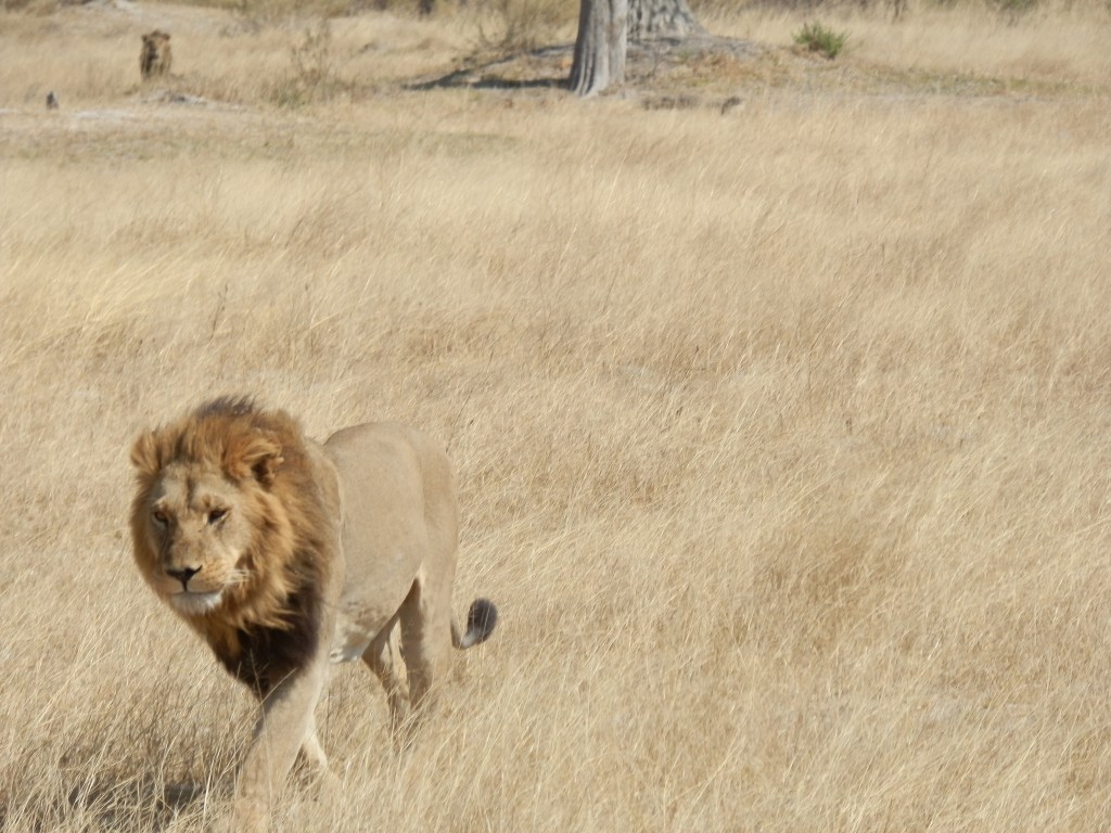 Zdjęcia: Moremi, Park Moremi, Idzie na nas, BOTSWANA Zdjęcia: Moremi, Park Moremi, Idzie na nas, BOTSWANA