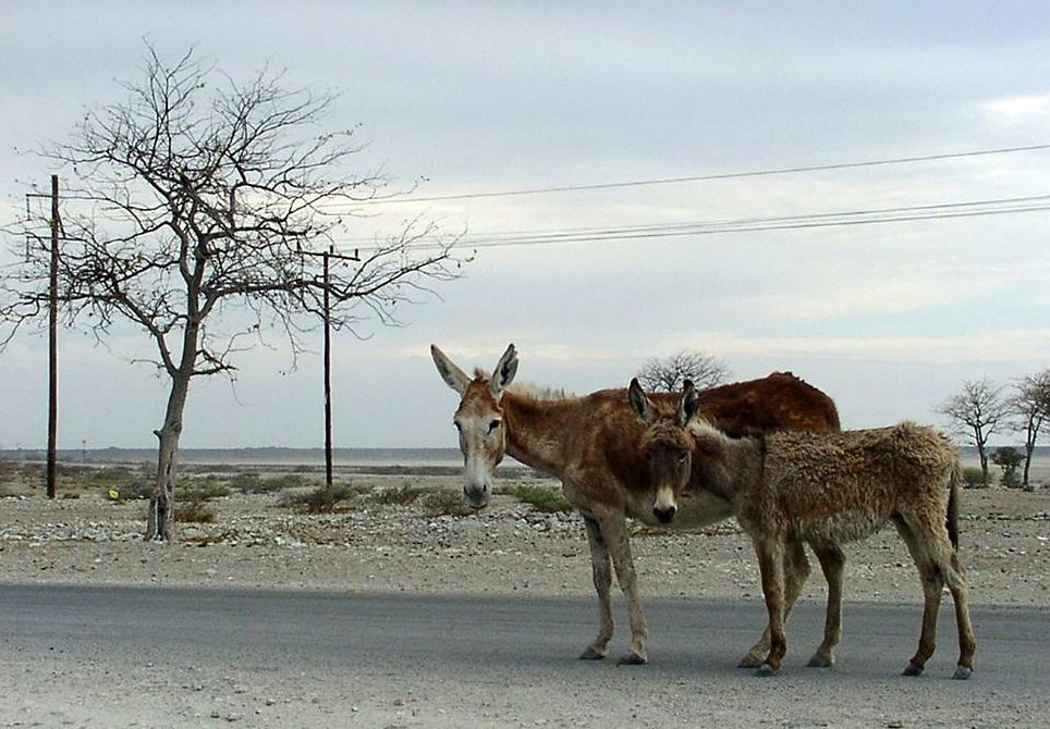 Zdjęcia: Botswana, W pobliżu Kalahari, *, BOTSWANA Zdjęcia: Botswana, W pobliżu Kalahari, *, BOTSWANA