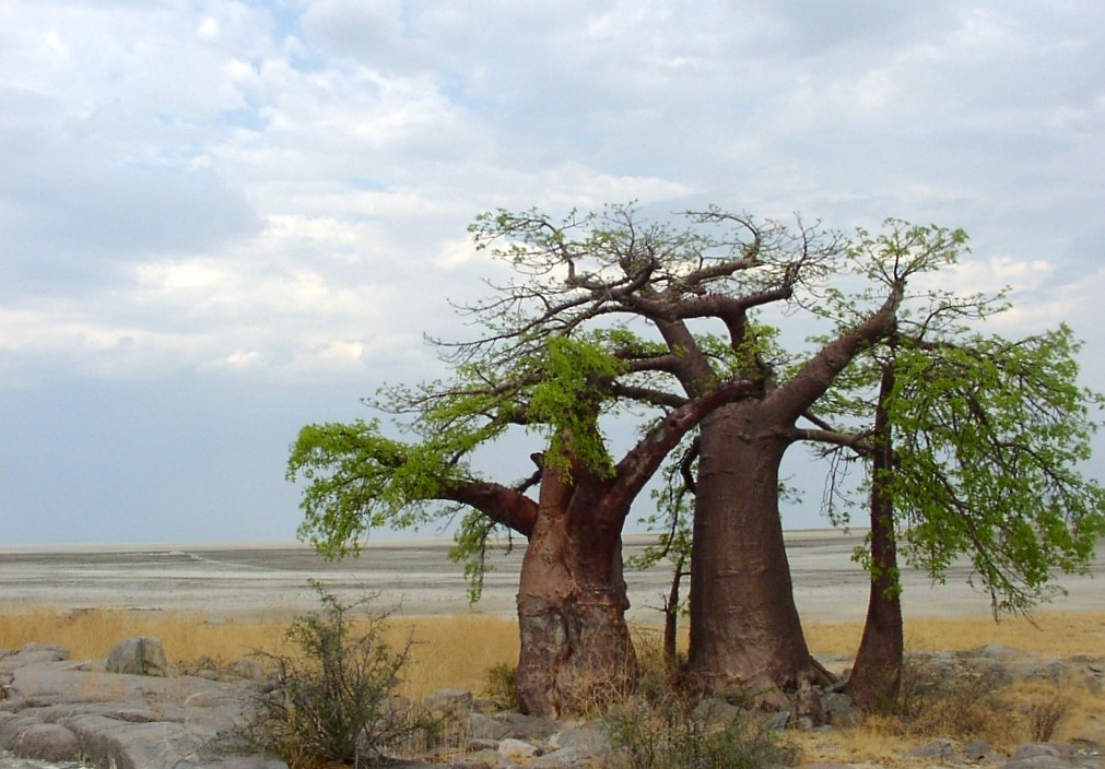 Zdjęcia: Botswana, Pustynia Kalahari, Na Makgadikgadi , BOTSWANA Zdjęcia: Botswana, Pustynia Kalahari, Na Makgadikgadi , BOTSWANA