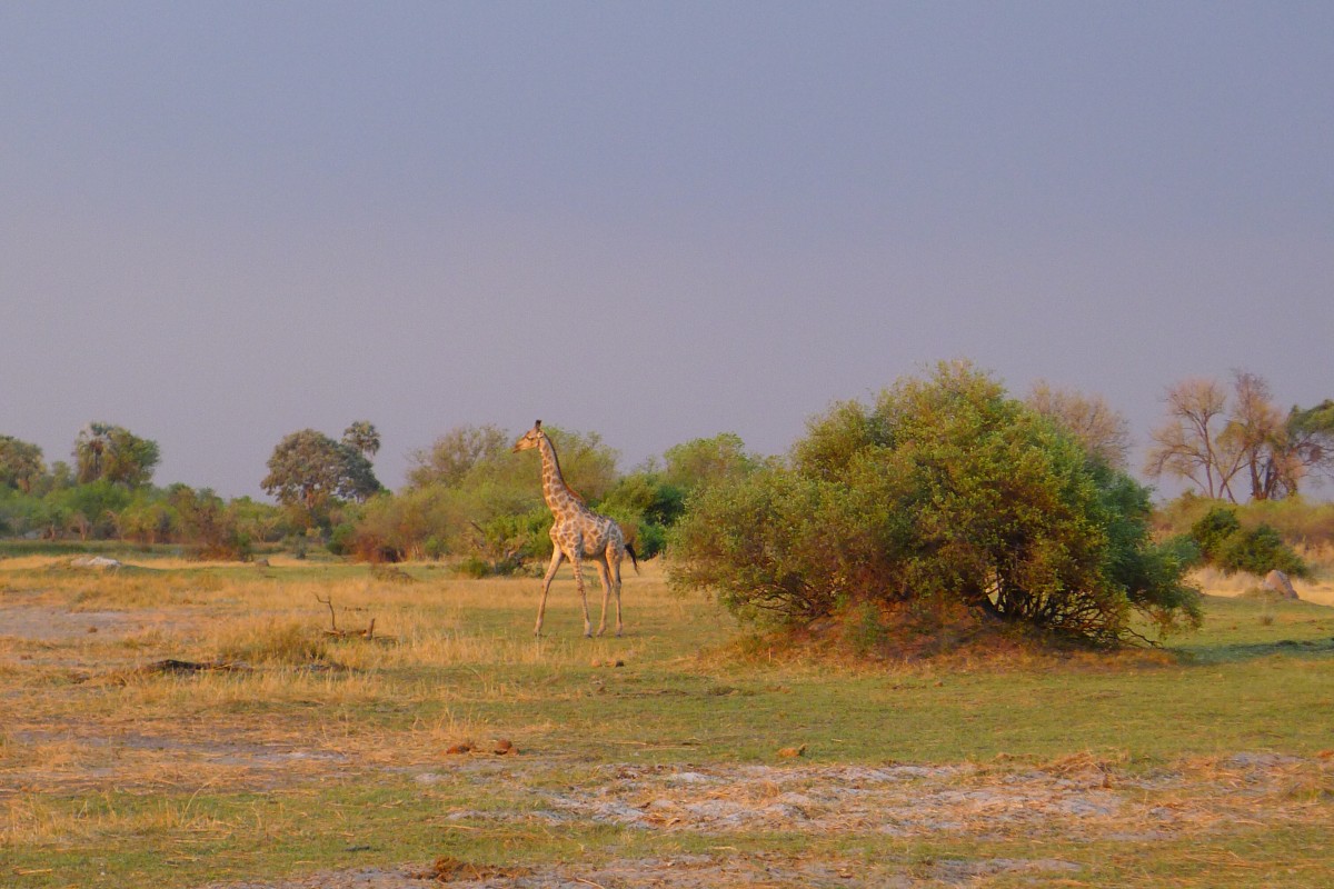 Zdjęcia: Delta Okawango, Północna Botswana , Krótki spacer przed snem, BOTSWANA Zdjęcia: Delta Okawango, Północna Botswana , Krótki spacer przed snem, BOTSWANA