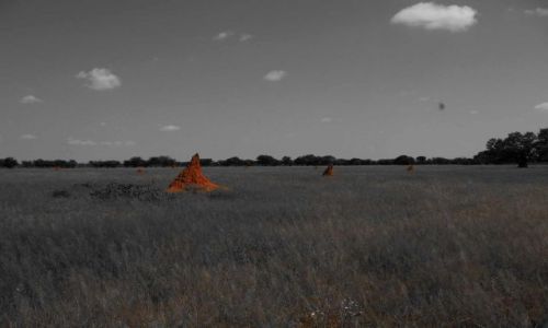 Zdjecie BOTSWANA / - / sawanna / Termitiery