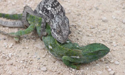 Zdjęcie BOTSWANA / - / pn chobe / brzydale