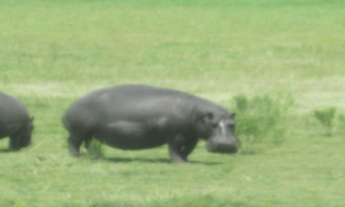 Zdjecie BOTSWANA / Botswana / Botswana / Park Narodowy Chobe