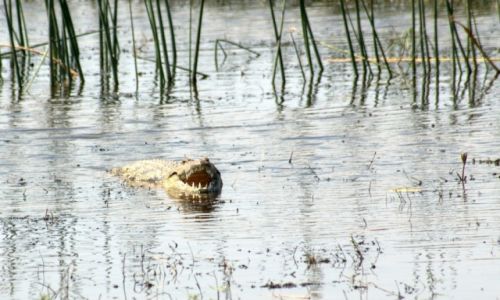 Zdjcie BOTSWANA / - / Park Moremi / Czy to umiech, ziewanie czy ochota na przeksk?
