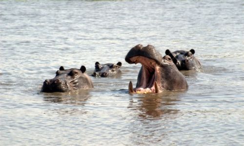 Zdjecie BOTSWANA / - / Park Moremi / Czy to umiech, ziewanie czy ochota na przeksk?