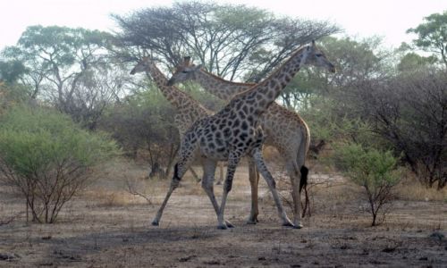 Zdjcie BOTSWANA / - / W drodze do Parku Moremi / Afrykaskie arystokratki