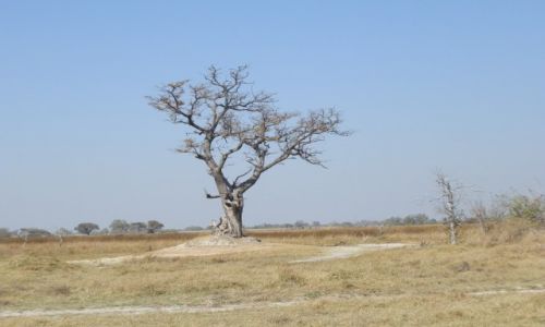 Zdjcie BOTSWANA / Park Moremi / Moremi / Drzewo