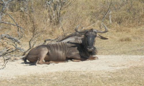 Zdjcie BOTSWANA / Park Moremi / Moremi / Gnu