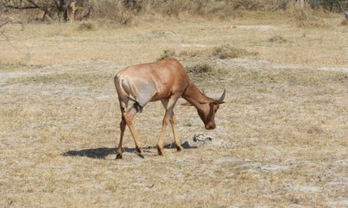 Zdjcie BOTSWANA / Park Moremi / Moremi / Anylopa