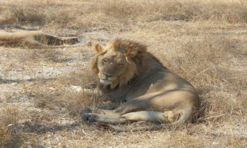 Zdjecie BOTSWANA / Park Moremi / Moremi / Lwitko