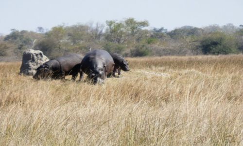 Zdjcie BOTSWANA / Park Moremi / Moremi / Dzika przyroda