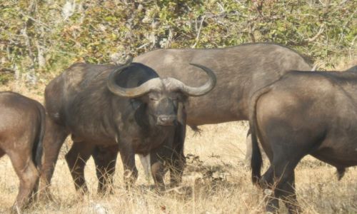 Zdjcie BOTSWANA / Park Moremi / Moremi / Stado bawow botnych
