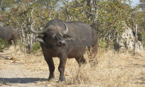 Zdjcie BOTSWANA / Park Moremi / Moremi / Sympatyczny bawoek