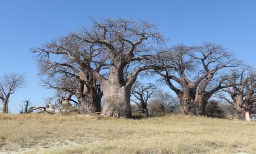 Zdjęcie BOTSWANA / Makgadikgadi / Makgadikgadi / Baobaby
