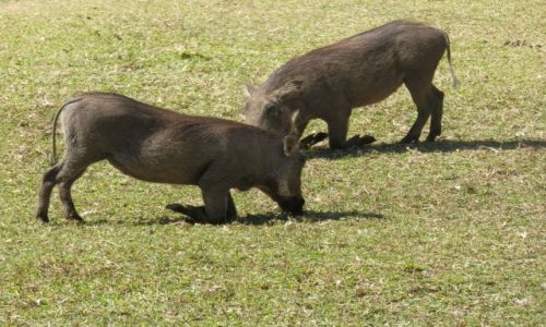 Zdjęcie BOTSWANA / Makgadikgadi / Makgadikgadi / Łakomczuszki