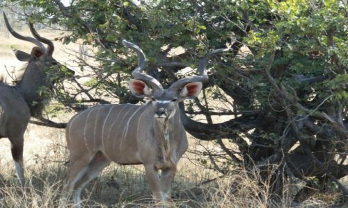 Zdjęcie BOTSWANA / Makgadikgadi / Makgadikgadi / Dzika przyroda