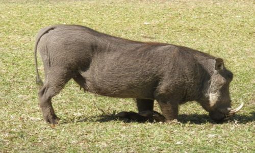 Zdjęcie BOTSWANA / Makgadikgadi / Makgadikgadi / Pobożny gużiec