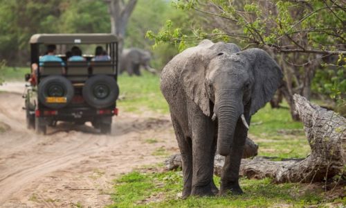 Zdjecie BOTSWANA / Chobe / Chobe / w krainie soni