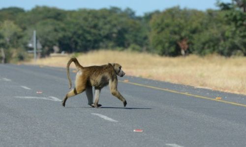 BOTSWANA / - / Park Chobe / Pawian