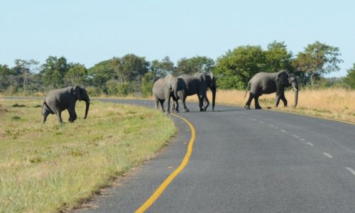 BOTSWANA / - / Park Chobe / Sonie w Parku Chobe