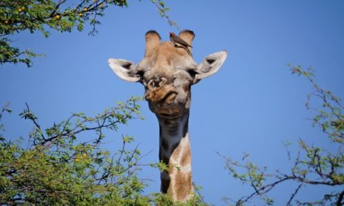 Zdjcie BOTSWANA / Moremi Game Reserve / Moremi Game Reserve / Hmmm.....