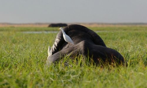 BOTSWANA / - / Park Chobe / Czapla zotawa
