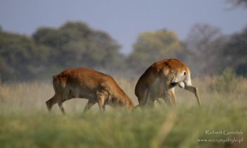 Zdjcie BOTSWANA / Delta Okavango / Delta Okavango / Walka
