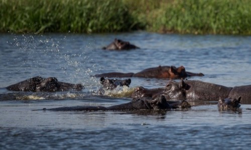 Zdjcie BOTSWANA / Delta Okavango / Khwai River / Hipo w Delcie O.