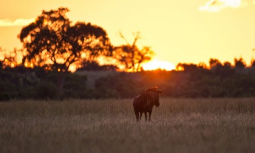 Zdjecie BOTSWANA / Delta Okavango / Khwai River / Zachodzce Gnu