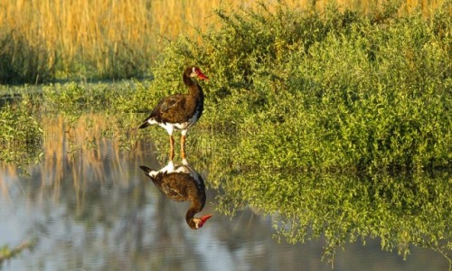 Zdjecie BOTSWANA / Delta Okavango / Savute / Kaczka w kiczu