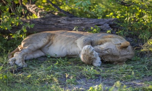Zdjecie BOTSWANA / Okavango Delta / Khwai River / Lwy sa jak dzieci ...