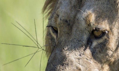 Zdjecie BOTSWANA / Okavango Delta / Khwai River / Lew z bliska
