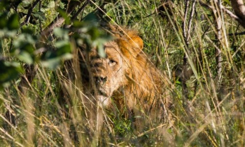 Zdjecie BOTSWANA / Okavango Delta / Savute / Lew z bliznami w ukryciu