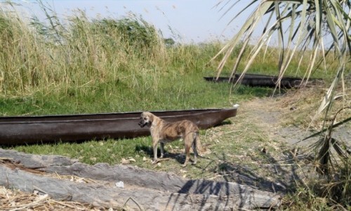 Zdjcie BOTSWANA / Pnocna Botswana  / Delta Okawango/ miejsce przeprawy  / Azorek na Okawango