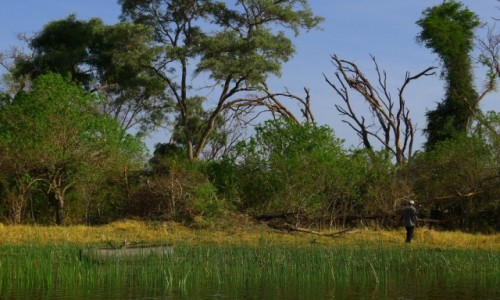 Zdjcie BOTSWANA / Pnocna Botswana  / Delta Okawango / W poszukiwaniu drewna na ognisko