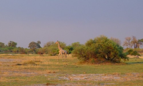 Zdjęcie BOTSWANA / Północna Botswana  / Delta Okawango / Krótki spacer przed snem