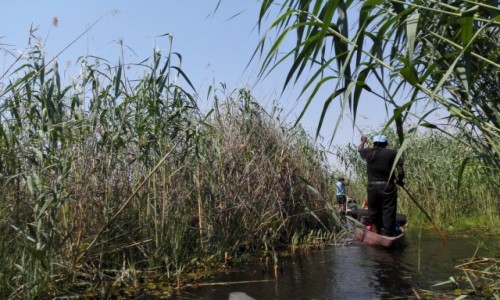 Zdjcie BOTSWANA / Pnocna Botswana  / Delta Okawango/ na odzi w  / Midzy nami szuwarami