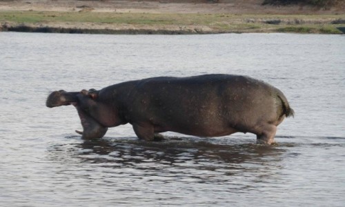 Zdjcie BOTSWANA / Pnocna Botswana  / Park Narodowy Chobe / Ziewa, godny, albo si wkurzy...