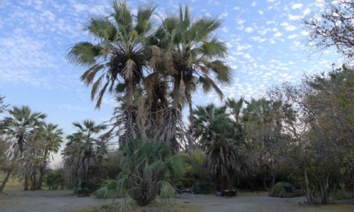 Zdjecie BOTSWANA / Pnocna Botswana  / Kemping w miejscowoci Maun / Kemping wrd palm